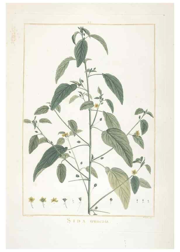 Reproducción/Reproduction 48826266448: Stirpes novae :. Parisiis :ex typographia Philippi-Dionysii Pierres,1784-85.. 