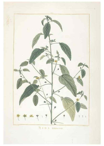 Reproducción/Reproduction 48826266448: Stirpes novae :. Parisiis :ex typographia Philippi-Dionysii Pierres,1784-85.. 