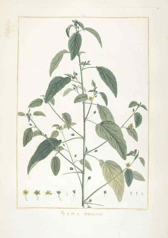 Reproducción/Reproduction 48826266448: Stirpes novae :. Parisiis :ex typographia Philippi-Dionysii Pierres,1784-85.. 