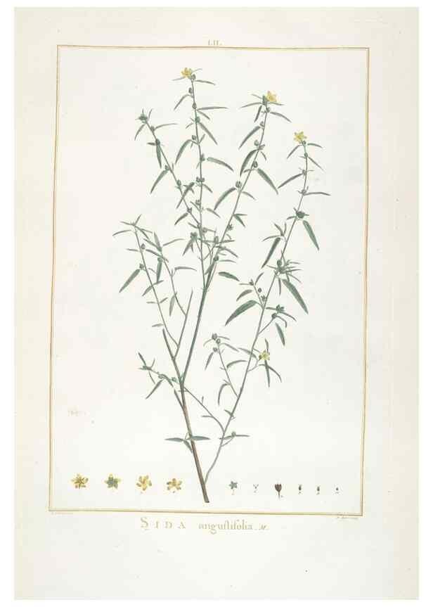 Reproducción/Reproduction 48826642546: Stirpes novae :. Parisiis :ex typographia Philippi-Dionysii Pierres,1784-85.. 