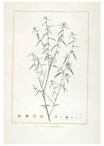 Reproducción/Reproduction 48826642546: Stirpes novae :. Parisiis :ex typographia Philippi-Dionysii Pierres,1784-85.. 