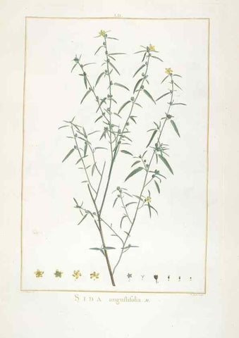 Reproducción/Reproduction 48826642546: Stirpes novae :. Parisiis :ex typographia Philippi-Dionysii Pierres,1784-85.. 