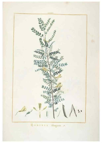 Reproducción/Reproduction 48826278833: Stirpes novae :. Parisiis :ex typographia Philippi-Dionysii Pierres,1784-85.. 