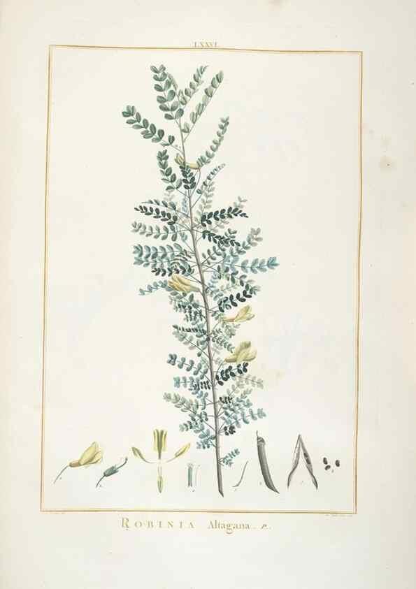 Reproducción/Reproduction 48826278833: Stirpes novae :. Parisiis :ex typographia Philippi-Dionysii Pierres,1784-85.. 