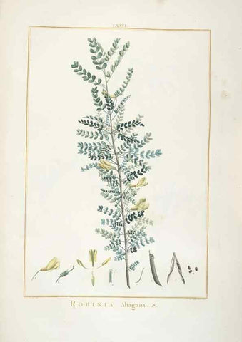 Reproducción/Reproduction 48826278833: Stirpes novae :. Parisiis :ex typographia Philippi-Dionysii Pierres,1784-85.. 