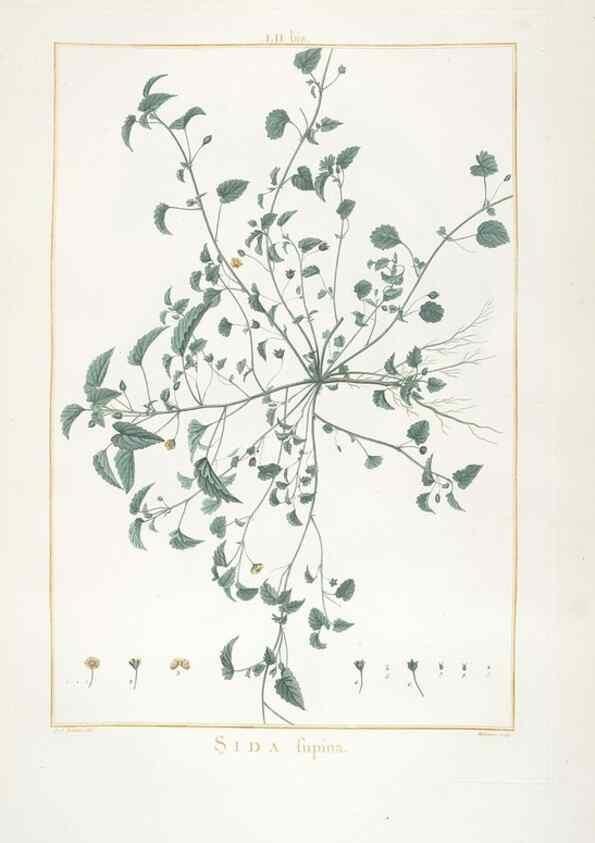 Reproducción/Reproduction 48826267273: Stirpes novae :. Parisiis :ex typographia Philippi-Dionysii Pierres,1784-85.. 