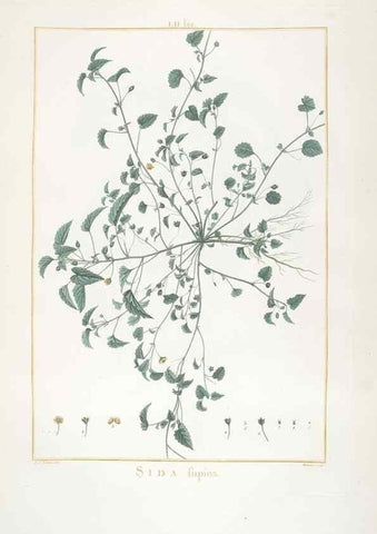 Reproducción/Reproduction 48826267273: Stirpes novae :. Parisiis :ex typographia Philippi-Dionysii Pierres,1784-85.. 