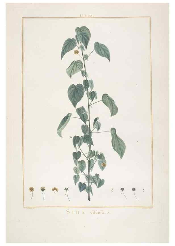 Reproducción/Reproduction 48826268083: Stirpes novae :. Parisiis :ex typographia Philippi-Dionysii Pierres,1784-85.. 