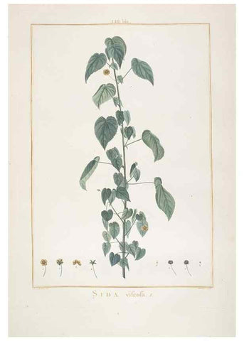 Reproducción/Reproduction 48826268083: Stirpes novae :. Parisiis :ex typographia Philippi-Dionysii Pierres,1784-85.. 