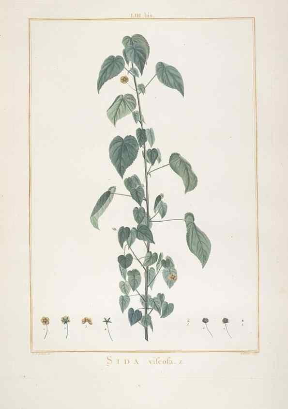 Reproducción/Reproduction 48826268083: Stirpes novae :. Parisiis :ex typographia Philippi-Dionysii Pierres,1784-85.. 
