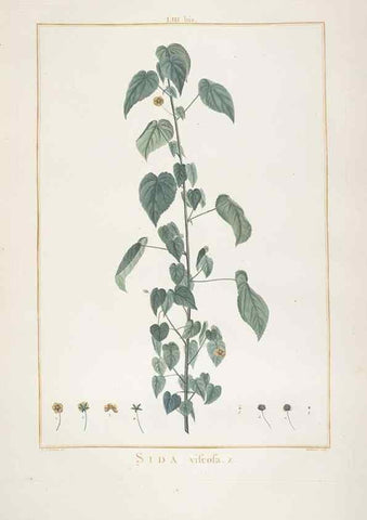 Reproducción/Reproduction 48826268083: Stirpes novae :. Parisiis :ex typographia Philippi-Dionysii Pierres,1784-85.. 