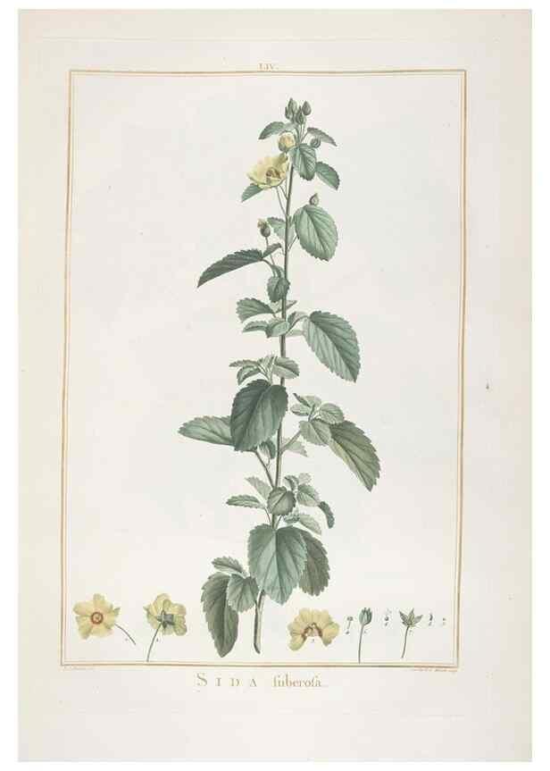 Reproducción/Reproduction 48826644361: Stirpes novae :. Parisiis :ex typographia Philippi-Dionysii Pierres,1784-85.. 