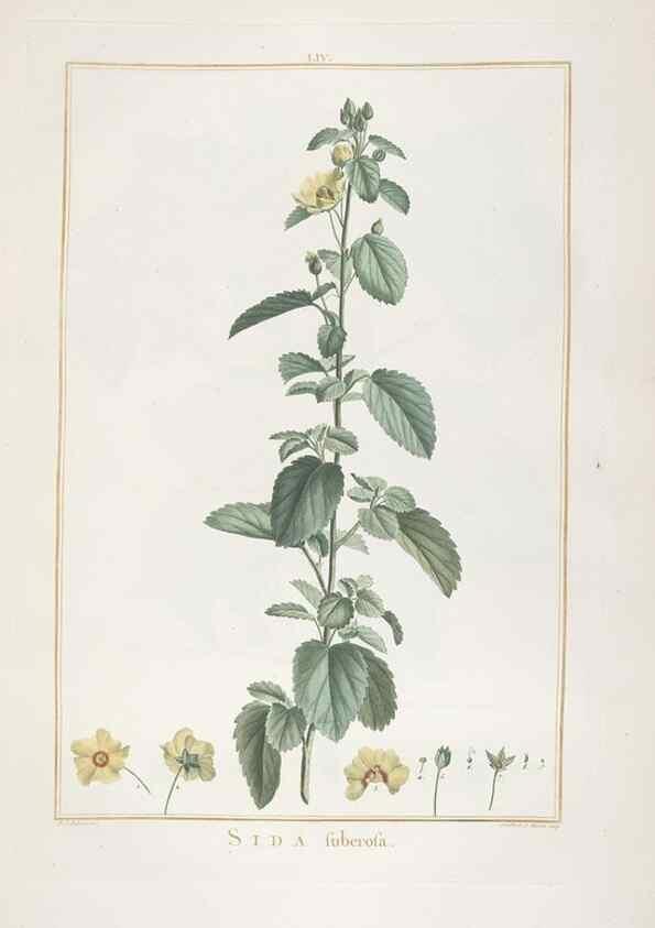 Reproducción/Reproduction 48826644361: Stirpes novae :. Parisiis :ex typographia Philippi-Dionysii Pierres,1784-85.. 