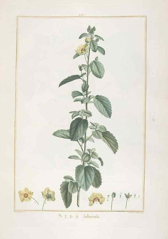Reproducción/Reproduction 48826644361: Stirpes novae :. Parisiis :ex typographia Philippi-Dionysii Pierres,1784-85.. 
