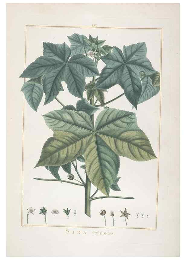 Reproducción/Reproduction 48826644856: Stirpes novae :. Parisiis :ex typographia Philippi-Dionysii Pierres,1784-85.. 