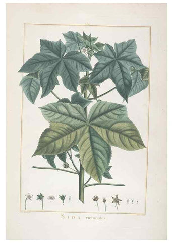 Reproducción/Reproduction 48826644856: Stirpes novae :. Parisiis :ex typographia Philippi-Dionysii Pierres,1784-85.. 