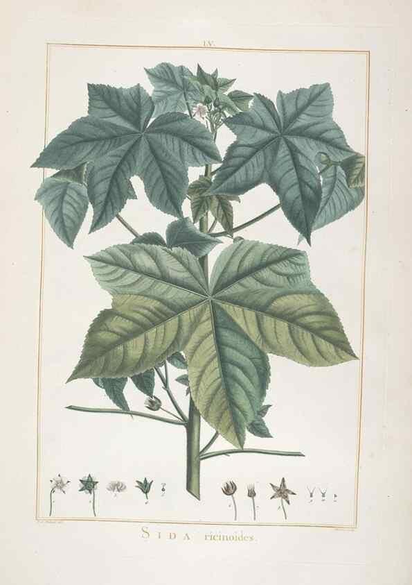 Reproducción/Reproduction 48826644856: Stirpes novae :. Parisiis :ex typographia Philippi-Dionysii Pierres,1784-85.. 