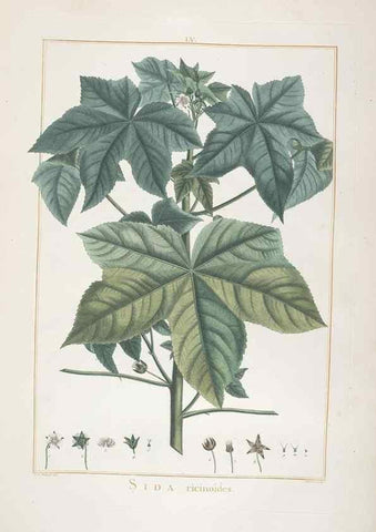 Reproducción/Reproduction 48826644856: Stirpes novae :. Parisiis :ex typographia Philippi-Dionysii Pierres,1784-85.. 
