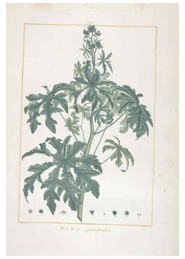 Reproducción/Reproduction 48826645311: Stirpes novae :. Parisiis :ex typographia Philippi-Dionysii Pierres,1784-85.. 