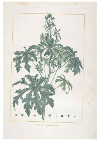 Reproducción/Reproduction 48826645311: Stirpes novae :. Parisiis :ex typographia Philippi-Dionysii Pierres,1784-85.. 