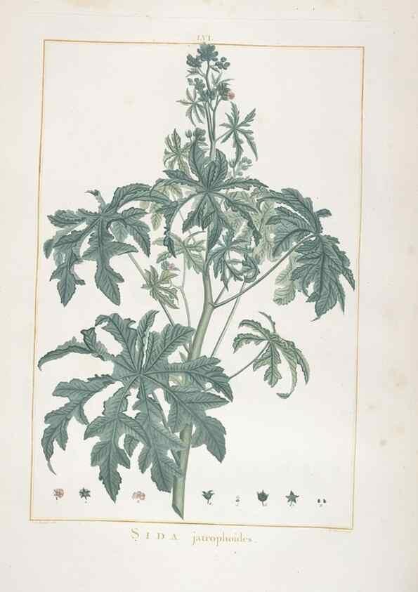 Reproducción/Reproduction 48826645311: Stirpes novae :. Parisiis :ex typographia Philippi-Dionysii Pierres,1784-85.. 