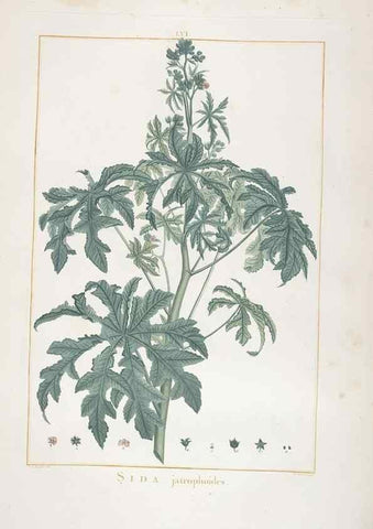 Reproducción/Reproduction 48826645311: Stirpes novae :. Parisiis :ex typographia Philippi-Dionysii Pierres,1784-85.. 