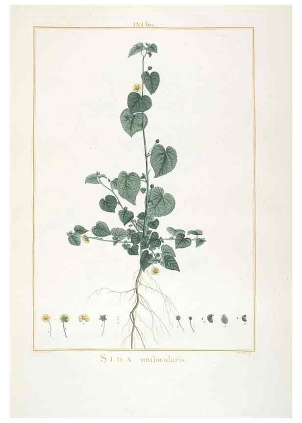 Reproducción/Reproduction 48826269988: Stirpes novae :. Parisiis :ex typographia Philippi-Dionysii Pierres,1784-85.. 