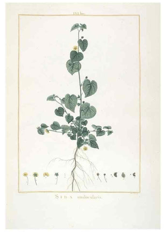 Reproducción/Reproduction 48826269988: Stirpes novae :. Parisiis :ex typographia Philippi-Dionysii Pierres,1784-85.. 