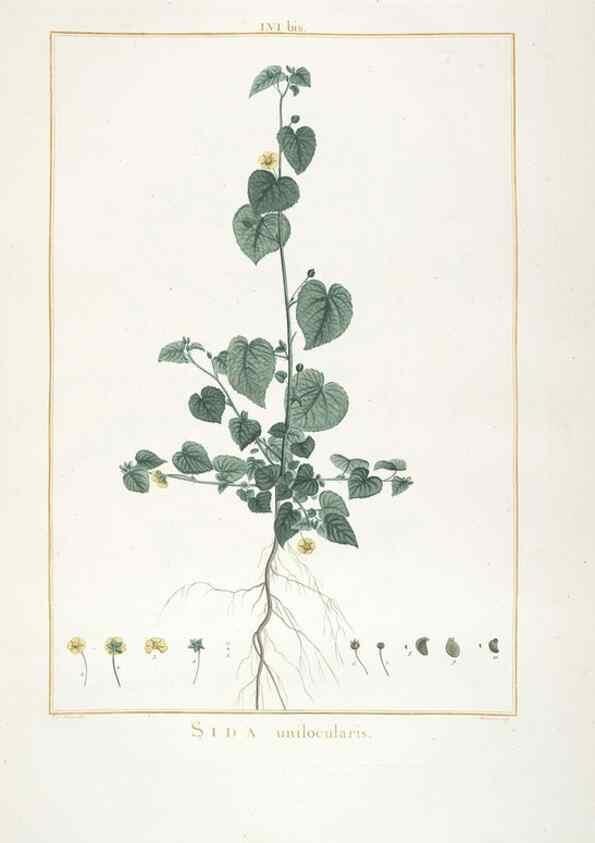 Reproducción/Reproduction 48826269988: Stirpes novae :. Parisiis :ex typographia Philippi-Dionysii Pierres,1784-85.. 