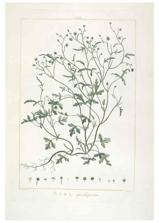 Reproducción/Reproduction 48826646066: Stirpes novae :. Parisiis :ex typographia Philippi-Dionysii Pierres,1784-85.. 