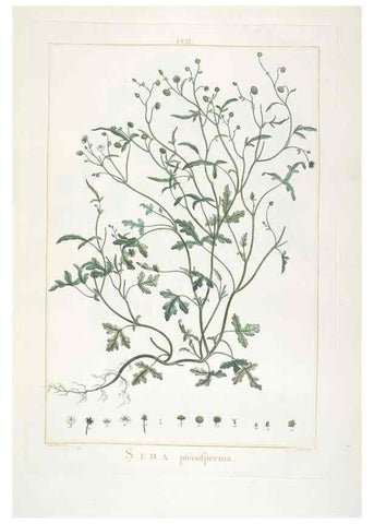 Reproducción/Reproduction 48826646066: Stirpes novae :. Parisiis :ex typographia Philippi-Dionysii Pierres,1784-85.. 
