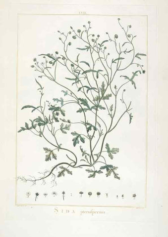 Reproducción/Reproduction 48826646066: Stirpes novae :. Parisiis :ex typographia Philippi-Dionysii Pierres,1784-85.. 