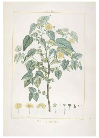 Reproducción/Reproduction 48826270723: Stirpes novae :. Parisiis :ex typographia Philippi-Dionysii Pierres,1784-85.. 