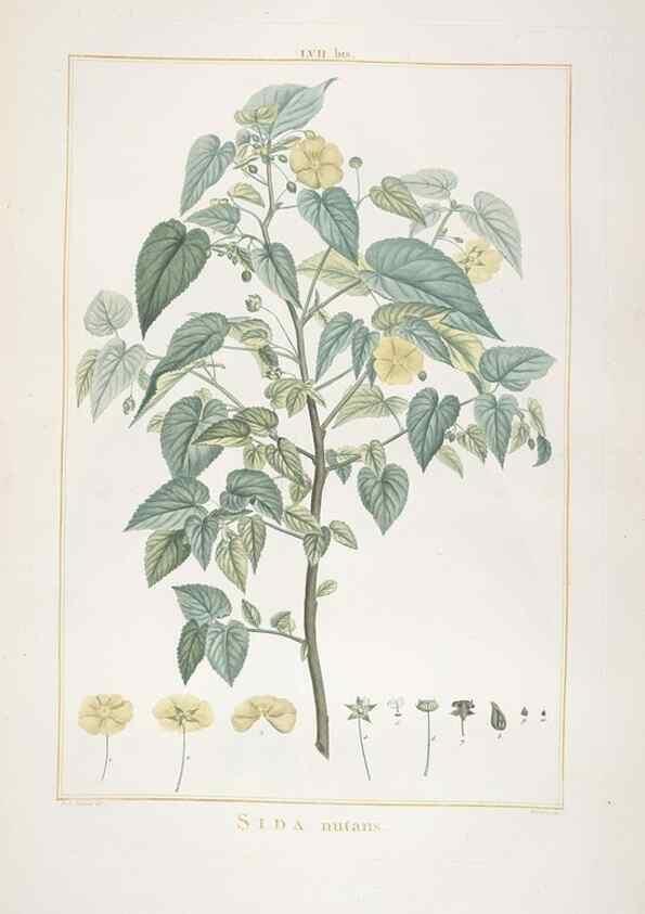 Reproducción/Reproduction 48826270723: Stirpes novae :. Parisiis :ex typographia Philippi-Dionysii Pierres,1784-85.. 