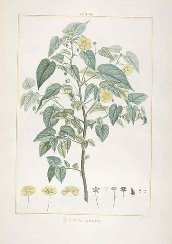Reproducción/Reproduction 48826270723: Stirpes novae :. Parisiis :ex typographia Philippi-Dionysii Pierres,1784-85.. 