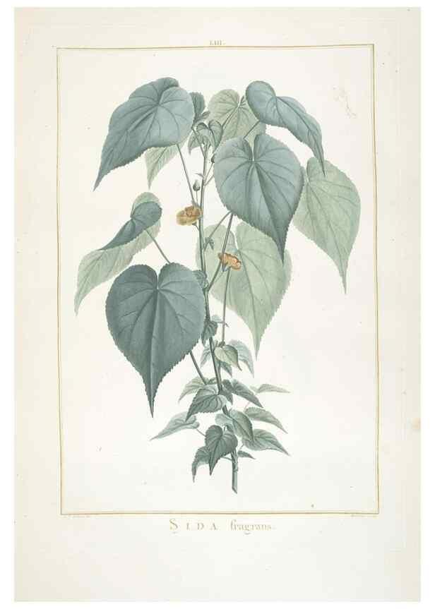 Reproducción/Reproduction 48826799332: Stirpes novae :. Parisiis :ex typographia Philippi-Dionysii Pierres,1784-85.. 