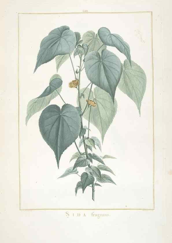 Reproducción/Reproduction 48826799332: Stirpes novae :. Parisiis :ex typographia Philippi-Dionysii Pierres,1784-85.. 