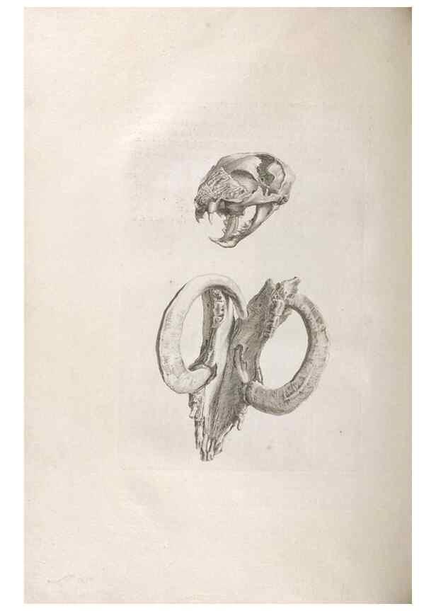 Reproducción/Reproduction 48832792181: Osteographia, or the Anatomy of the Bones.. London,1733.. 