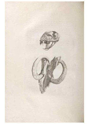Reproducción/Reproduction 48832792181: Osteographia, or the Anatomy of the Bones.. London,1733.. 