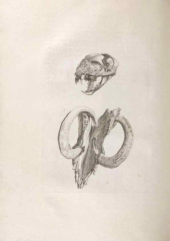 Reproducción/Reproduction 48832792181: Osteographia, or the Anatomy of the Bones.. London,1733.. 