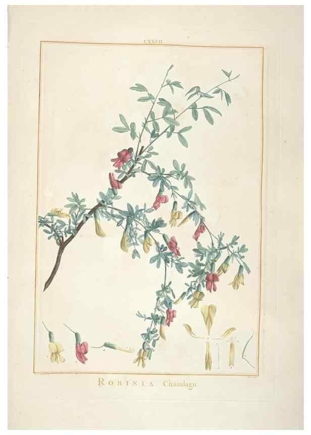 Reproducción/Reproduction 48826654651: Stirpes novae :. Parisiis :ex typographia Philippi-Dionysii Pierres,1784-85.. 