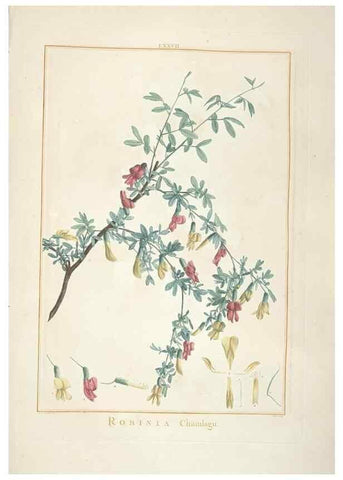 Reproducción/Reproduction 48826654651: Stirpes novae :. Parisiis :ex typographia Philippi-Dionysii Pierres,1784-85.. 