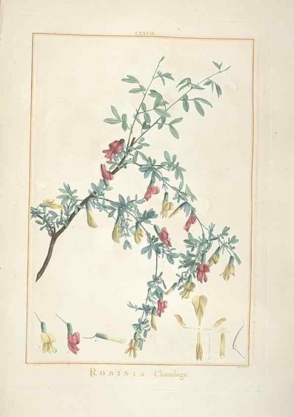 Reproducción/Reproduction 48826654651: Stirpes novae :. Parisiis :ex typographia Philippi-Dionysii Pierres,1784-85.. 