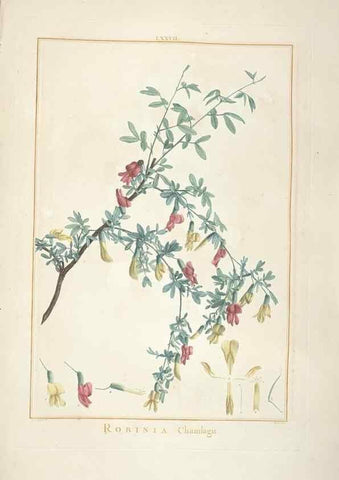Reproducción/Reproduction 48826654651: Stirpes novae :. Parisiis :ex typographia Philippi-Dionysii Pierres,1784-85.. 