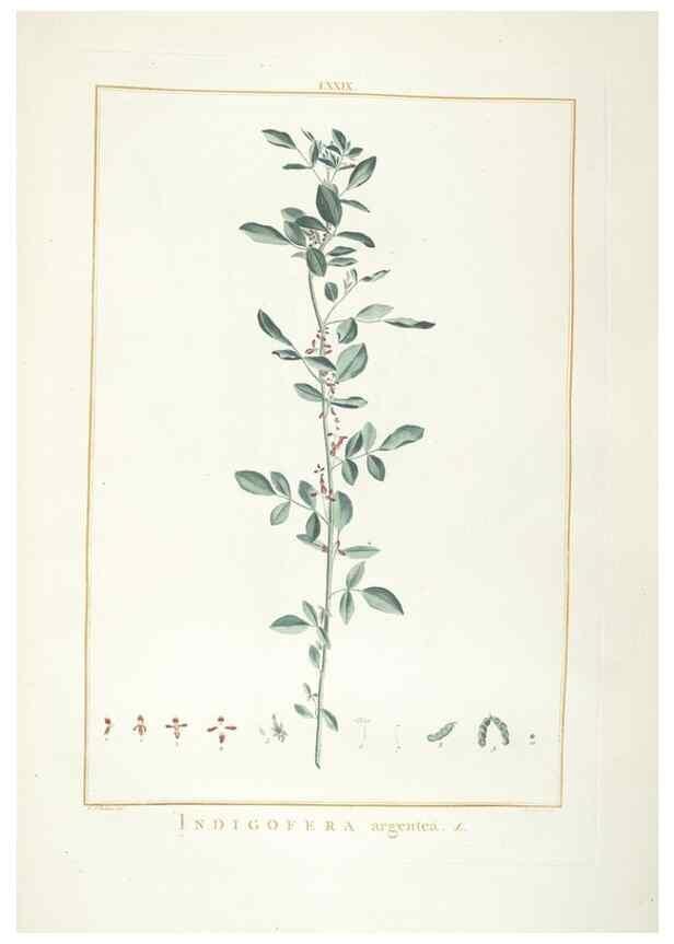 Reproducción/Reproduction 48826812747: Stirpes novae :. Parisiis :ex typographia Philippi-Dionysii Pierres,1784-85.. 