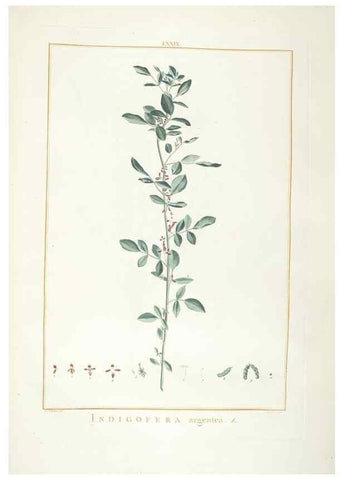 Reproducción/Reproduction 48826812747: Stirpes novae :. Parisiis :ex typographia Philippi-Dionysii Pierres,1784-85.. 