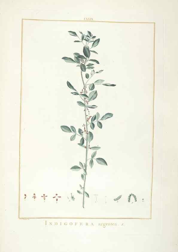 Reproducción/Reproduction 48826812747: Stirpes novae :. Parisiis :ex typographia Philippi-Dionysii Pierres,1784-85.. 