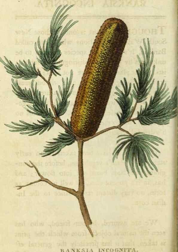 Reproducción/Reproduction 48827163452: The Naturalist's Pocket Magazine or compleat cabinet of the curiosities and beauties of nature.. London.. 
