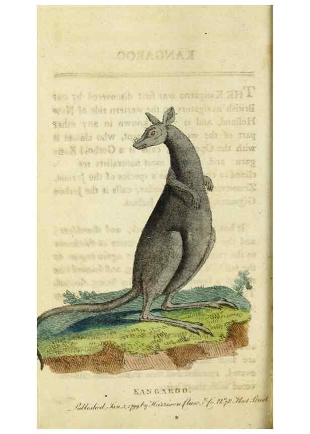 Reproducción/Reproduction 48826632988: The Naturalist's Pocket Magazine or compleat cabinet of the curiosities and beauties of nature.. London.. 
