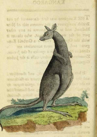 Reproducción/Reproduction 48826632988: The Naturalist's Pocket Magazine or compleat cabinet of the curiosities and beauties of nature.. London.. 